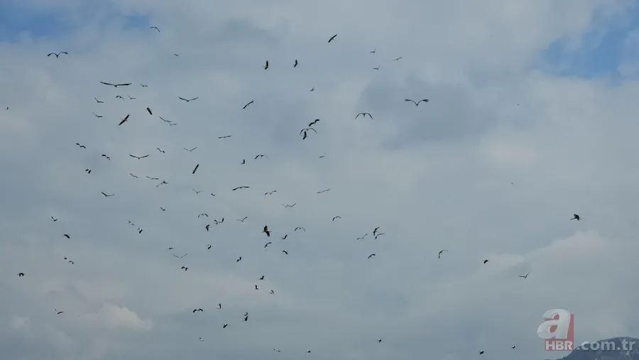Göç yolculuğuna çıkan leylekler görsel şölen yaşattı 6