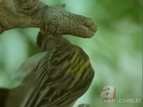 Mühendis gibi yaptı! Dokumacı kuşların yuvaları görenleri hayran bırakıyor