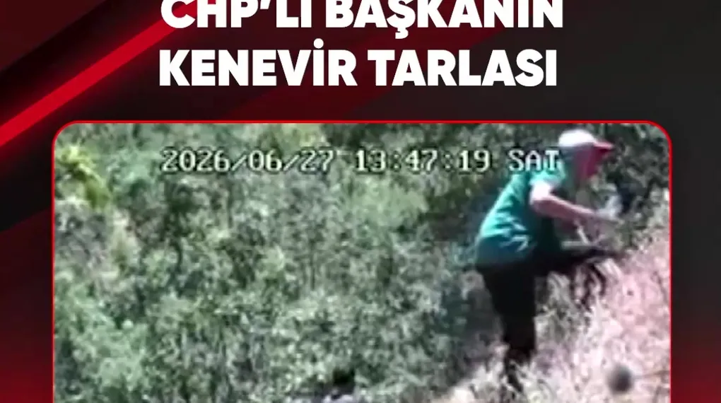 CHP'li başkanın kenevir tarlası