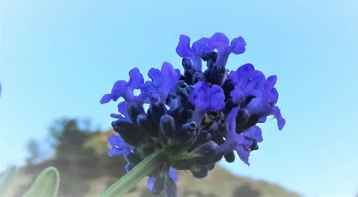 Türkiye’nin tıbbi aromatik bitkilerden geliri 150 milyar dolar olabilir