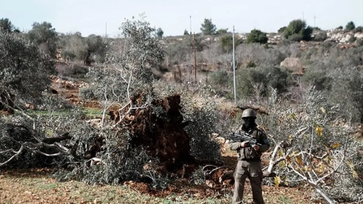 Katil İsrail şimdide ağaçları hedef aldı! 1 haftada 3 binden fazla zeytin ağacı hasar gördü