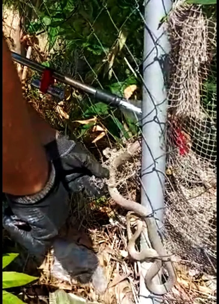 Evin bahçesinde yılan operasyonu! Görenler ekiplere haber verdi
