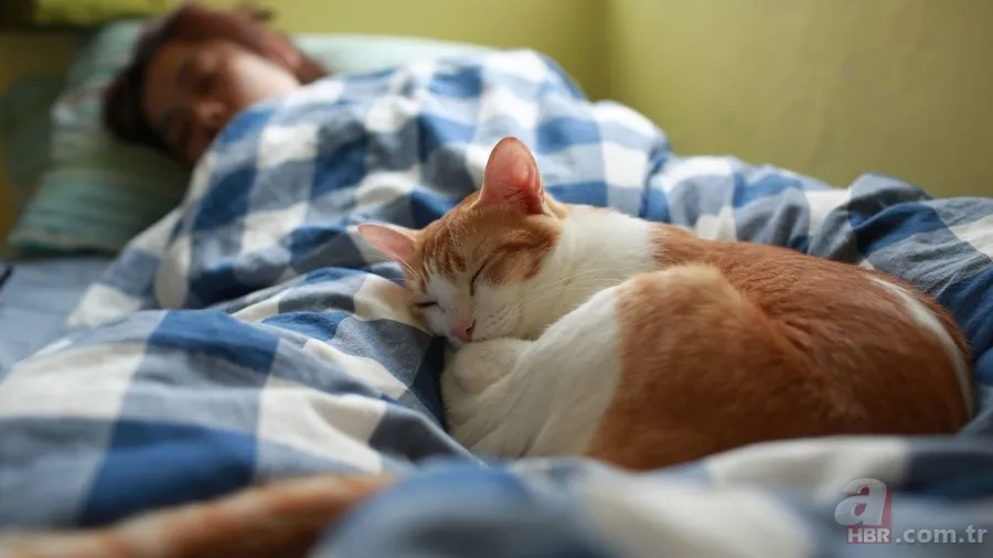 Kokunuz kedinizle aranızdaki bağın temeli olabilir! İşte şaşırtan detaylar 5