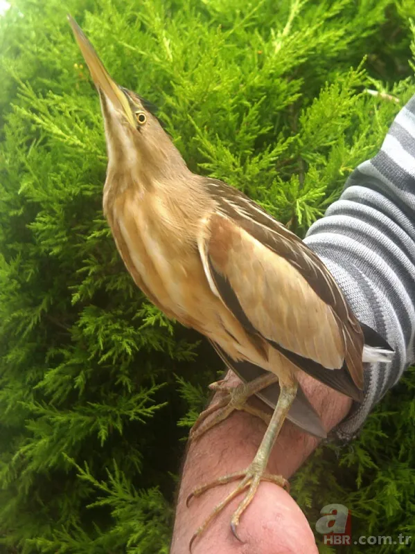 Kamufle olup ölü taklidi yaptı! Diyarbakır'da nesli tükenmekte olan hayvan köylüler tarafından fark edildi 6