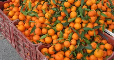 Günde 2 taneden fazla mandalina yemek tahmininizden daha zararlı