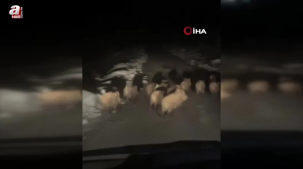 Köye inen domuz sürüsü görüntülendi
