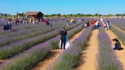 Lavanta bahçeleri fotoğraf stüdyosu oldu