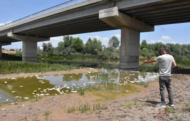 Kızılırmak'tan korkutan görüntü! Balık ölümlerinin sebebi belli oldu 2