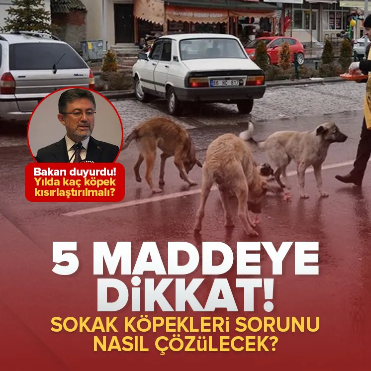 Başıboş köpek sorunu nasıl çözülecek?