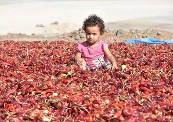 Bu köyde herkes ekmeğini 'acı'dan çıkarıyor