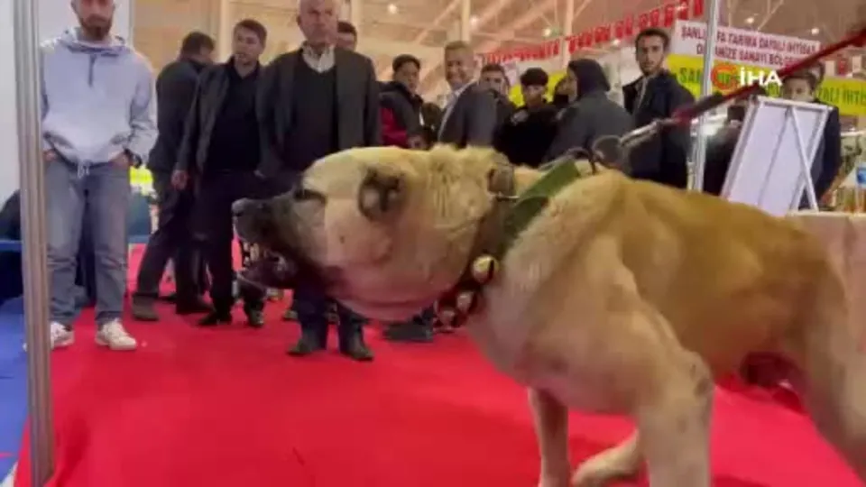 Çobanların vazgeçilmezi Guregh köpekleri