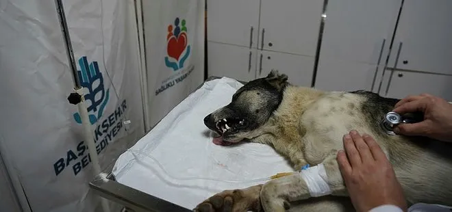 İstanbul’da magandalar sokak köpeğini vurdu! Yaralı köpek için serum ve ilaç tedavisi başlatıldı