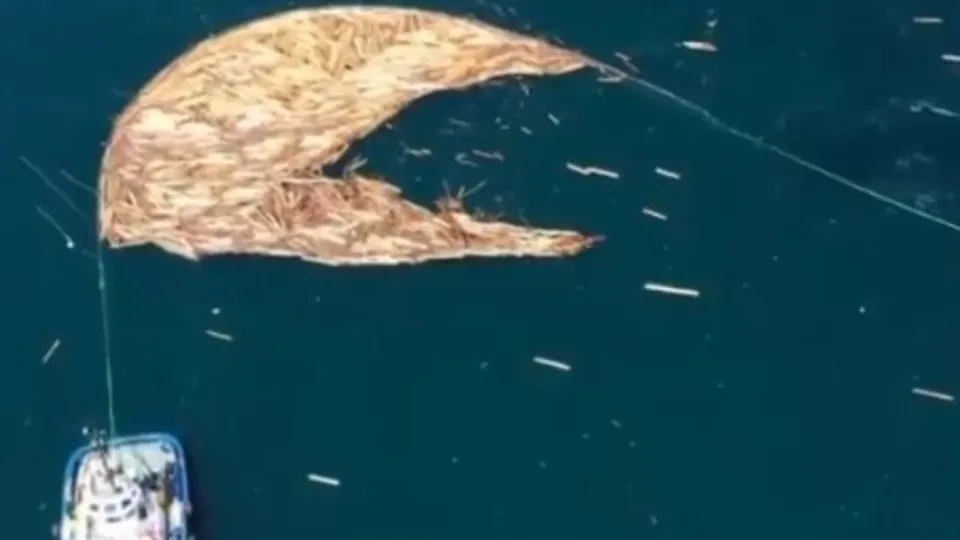 Afet bölgesi Sinop’ta tomruk temizliği