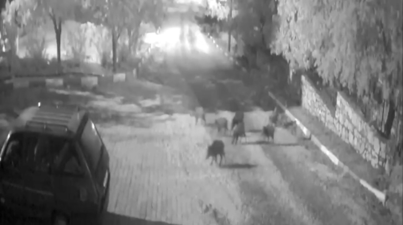 Tatil cennetinde şoke eden manzara! Mahalle muhtarı: Gözlerime inanamadım
