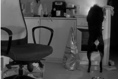 cekyada-yemek-arayan-kopek-mutfagi-yakti-o-anlar-kamerada-1631539260062.jpg Çekya’da yemek arayan köpek mutfağı yaktı! O anlar kamerada - 2