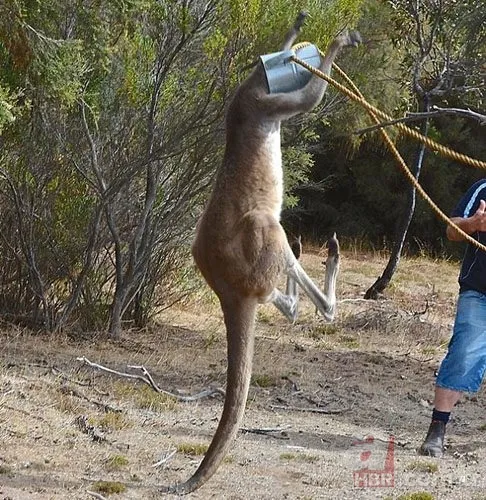 Onları görenler şaştı kaldı! 19