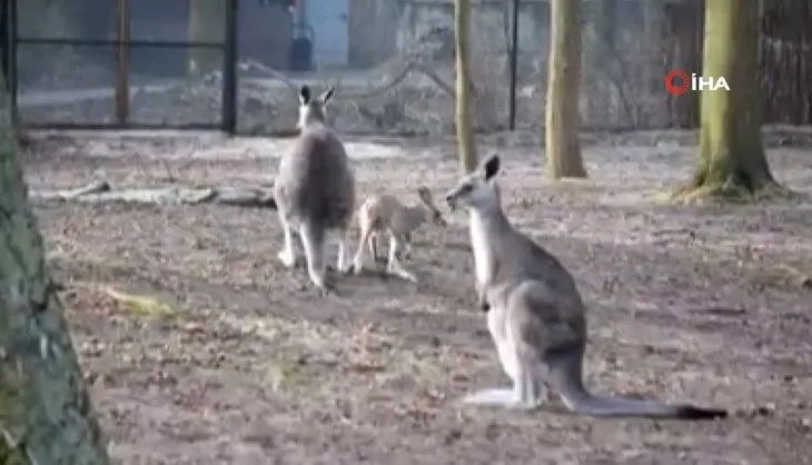 Minik kanguru ilgi odağı oldu! İlk adımlarını atıp annesinin kucağına koştu