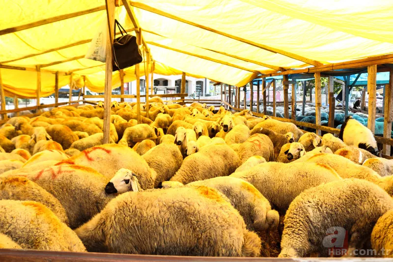 Kurbanlık fiyatları belli oldu 2024! Büyükbaş küçükbaş kurbanlıklar ne kadar? Canlı kg fiyatı ne? İşte ilk rakamlar 6