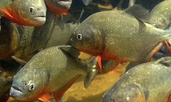 Brezilya’da kan donduran olay! Arılardan kaçarken piranalara yem oldu