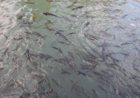Önce deprem sonra sel vurmuştu! Balıklıgöl eski görüntüsüne kavuştu
