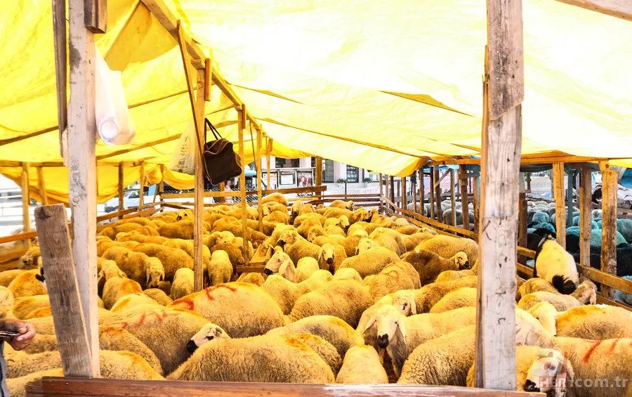 2026 kurbanlık fiyatları belli oldu! Büyükbaş ve küçükbaş ne kadar? 9
