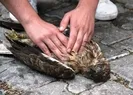 Kalbi duran şahin için seferber oldular