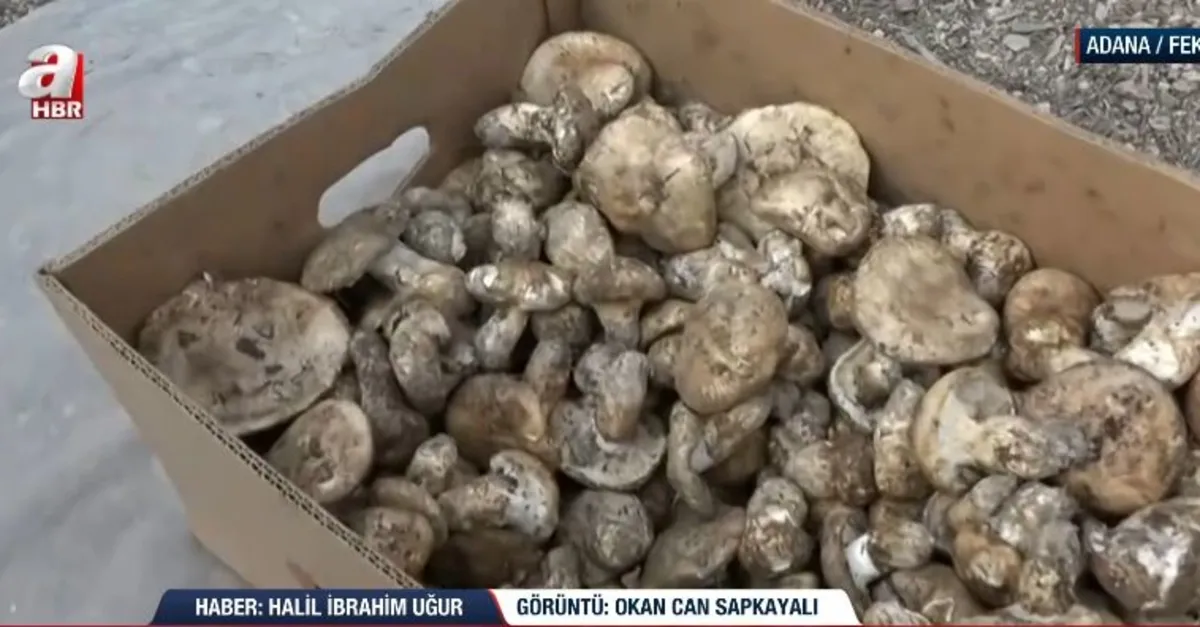 Feke'de Sedir mantarı toplanıyor