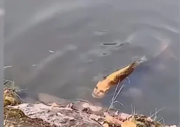 İnsan yüzlü balık bulundu!