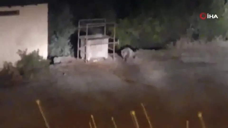 Ayılar şehir merkezine indi