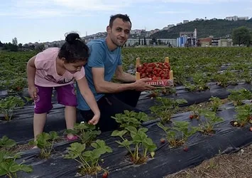 Çilek hasadını müşteriler yapıyor