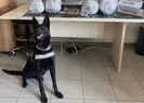 Narkotik köpeği 6 buçuk kilo uyuşturucuyu buldu!
