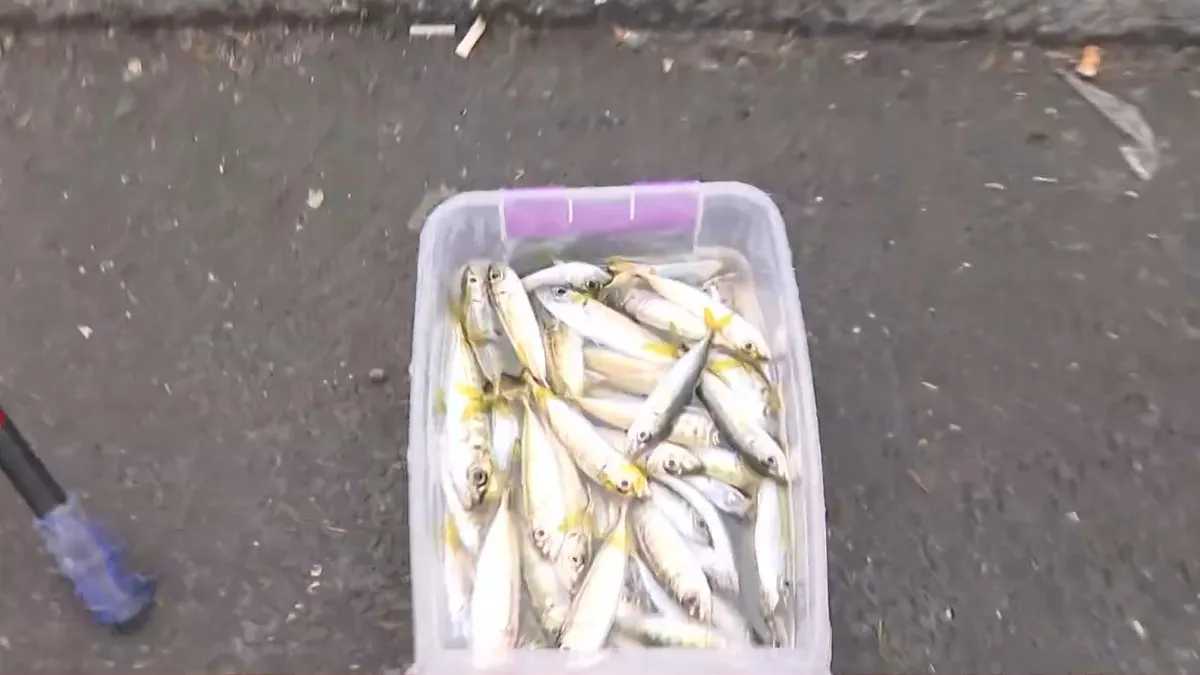 Galata Köprüsü’nde akılalmaz olay! Balık dolu kovayı denize boşalttı