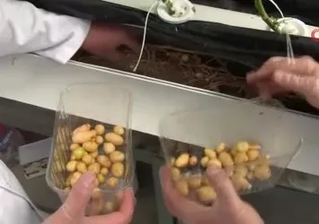 Yerli ve milli patates çeşitleri geliştiriliyor