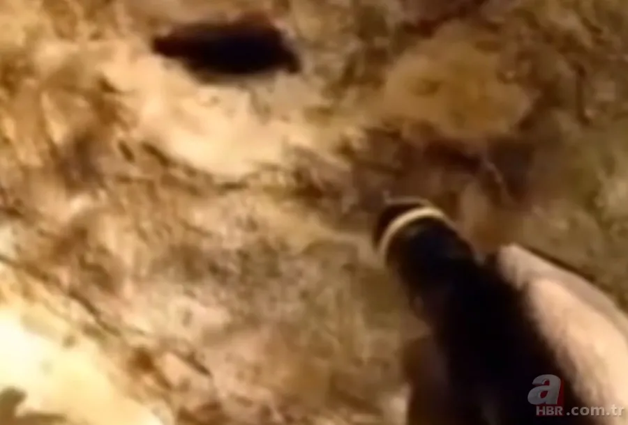 ''Defineyi koruyan yılan'' efsanesi gerçek oldu! Taş kesilmiş yılanın hikayesi ürküttü 11