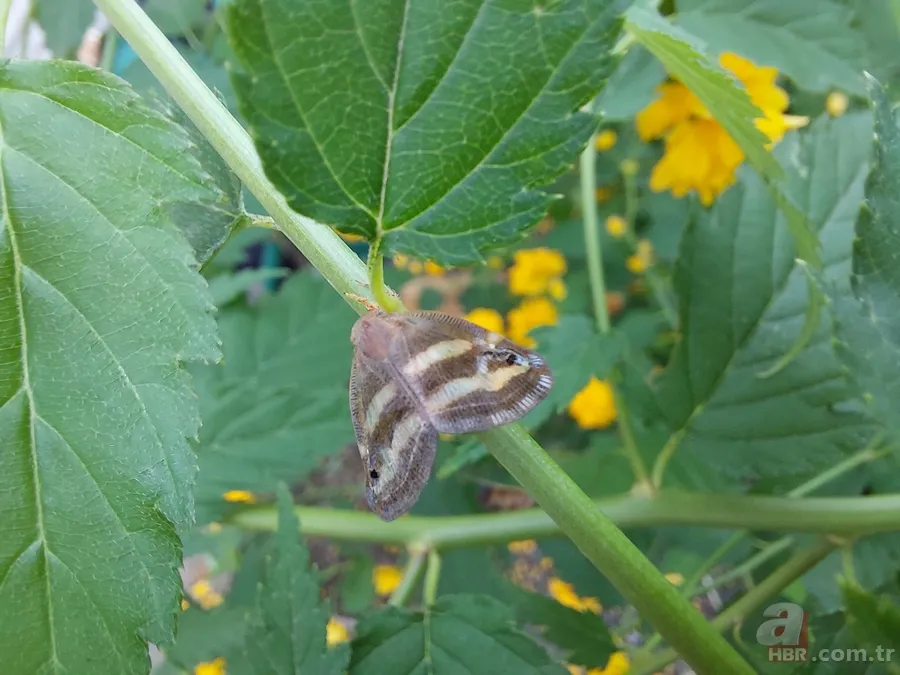 Çiftçilerin kabusu: Vampir kelebek! Artan sıcaklıklar ile yeniden ortaya çıktı 5