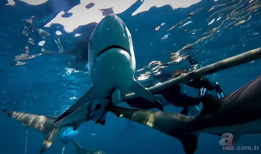 Ölümle burun buruna! Denizde korkunç anlar drone kamerasında! Dev köpek balığı... 7