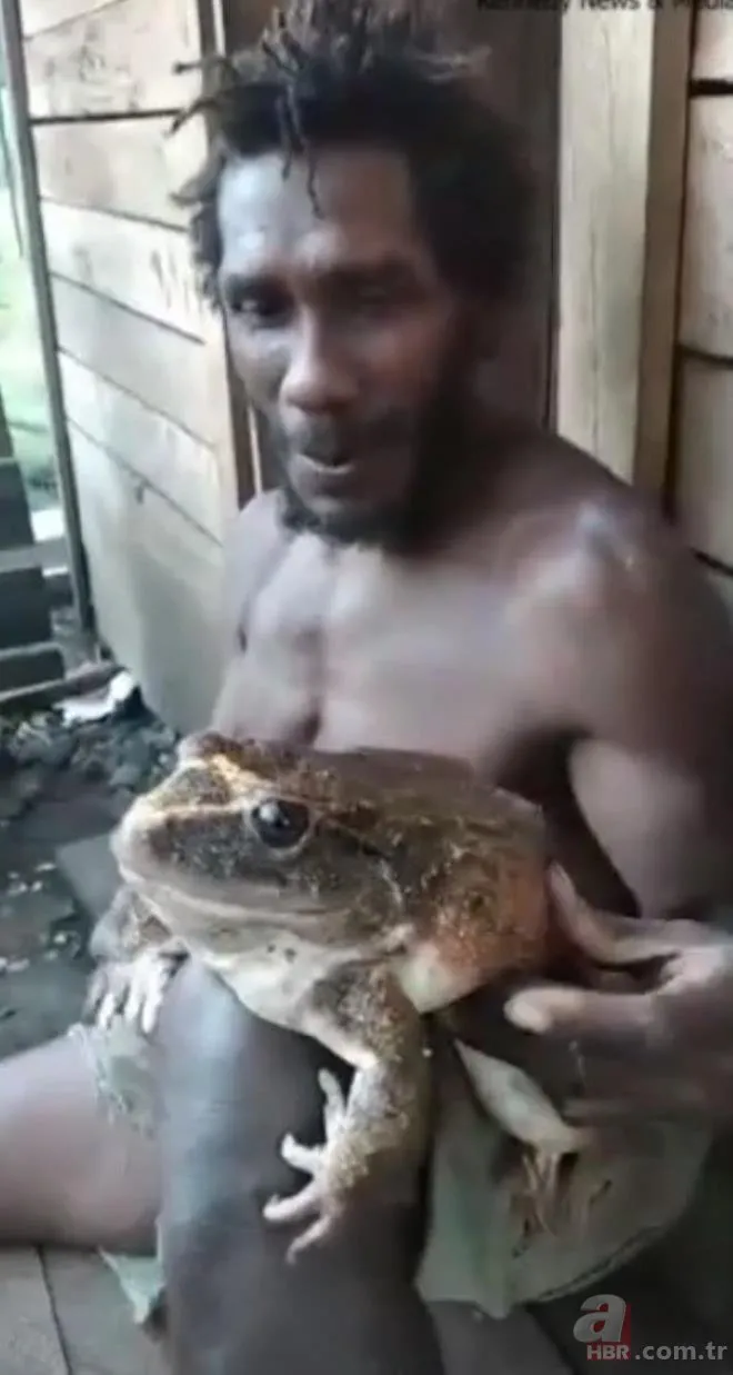 Bebek büyüklüğünde kurbağa! Köylüleri şaşırtan olay