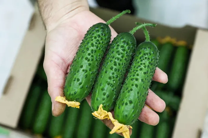 Tadını sevmeyen yok! Bağışıklığı çelik gibi güçlendiren besin...