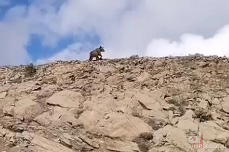 Bahçeden gelen ses harekete geçirdi! İncir ağacında gördükleri hayrete düşürdü 7