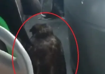 Otobüse binenler şoke oldu! Şoförün yanındakine kimse inanamadı