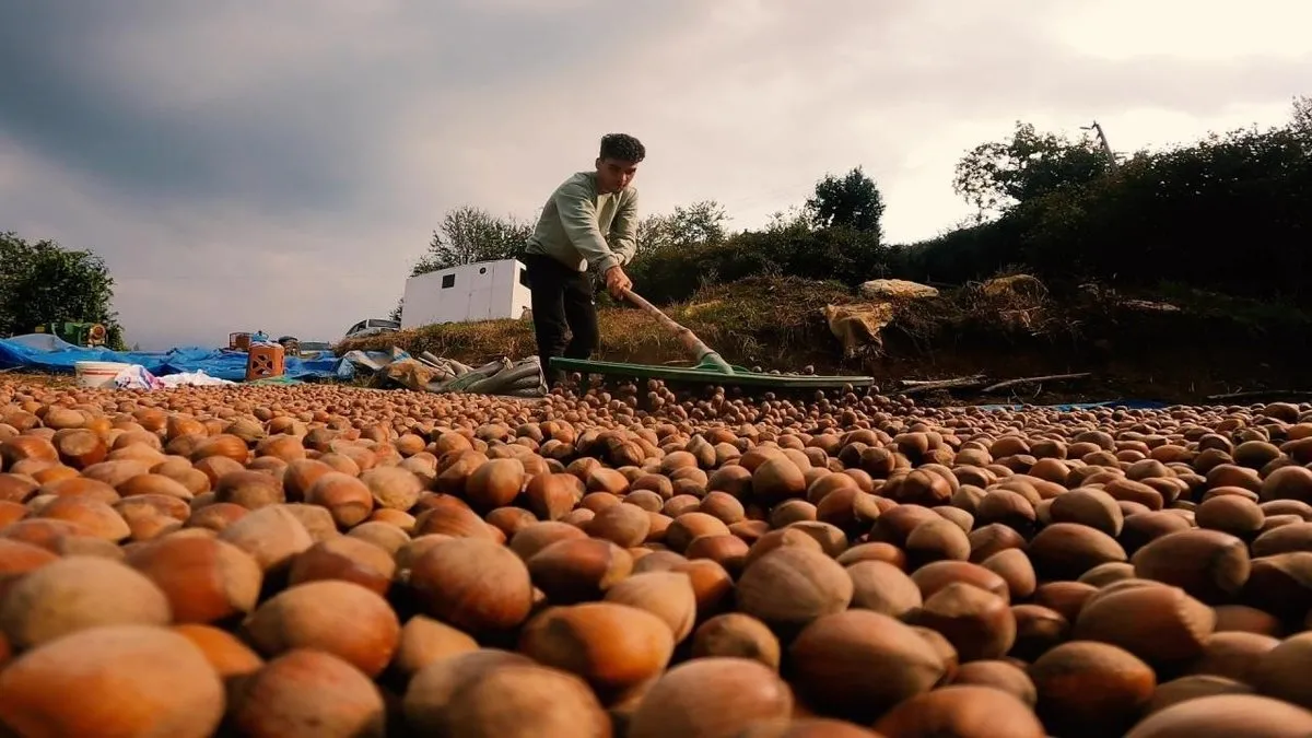 Giresun'da fındık hasat tarihleri belirlendi
