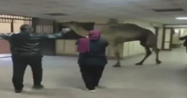 Hastanede görenleri hayrete düşüren manzara! Gören telefona sarıldı