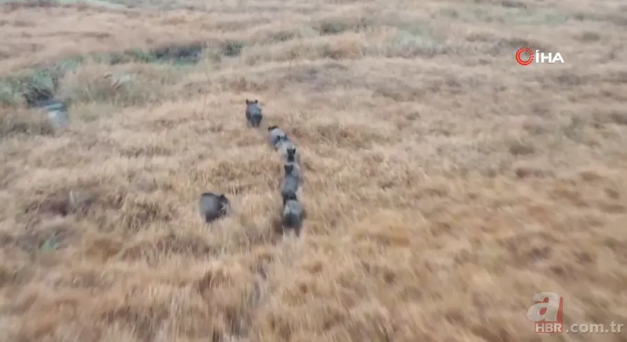 Arazide dolaşan vatandaş şoke oldu: Daha önce bu kadar kalabalık görüntülenmemişti 5
