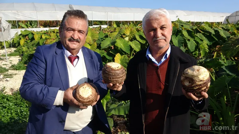 Dönümde 100 bin liraya kadar gelir sağlıyor! Uzakdoğu yemekleri sunan restoranlardan talep var 13