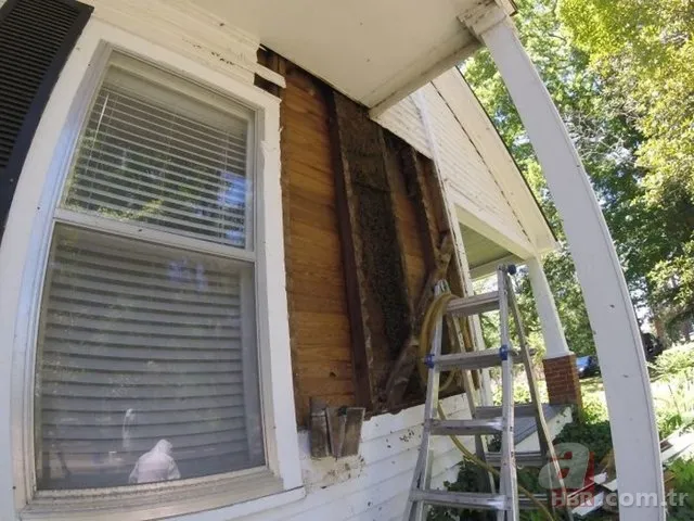 Evinin duvarından gelen garip sesler arttı! Termal kamerayla bakınca şoka girdi 17