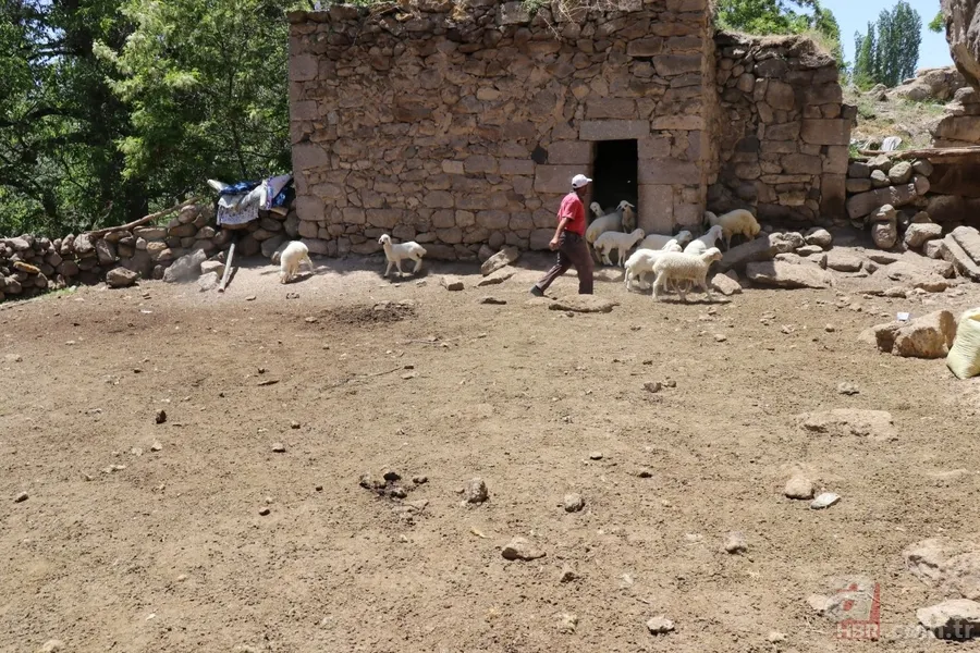 Ahıra giren kurt koyunları telef etti! Valilik vatandaşa yardım eli uzattı 3