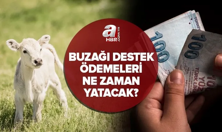 Yetiştiricilere müjde! Buzağı desteği yattı mı? 2021 1. dönem buzağı destekleri ne kadar, ne zaman yatacak?