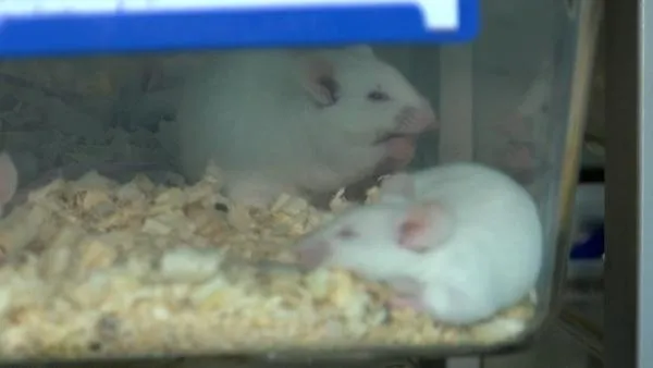 Varyant virüste korkutan ’fare’ gelişmesi! Çalışmalar gerçeği ortaya çıkardı: Kontrolü imkansız olabilir