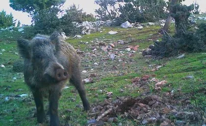 Görüntüler Türkiye’den! İşte vahşi doğa belgesellerini aratmayan anlar...