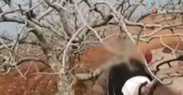 sanliurfada-feci-olum-ciftcinin-kafasi-traktor-ile-agacin-arasina-sikisti-1671917854999.jpg